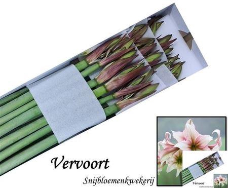 <h4>XXXX HIPP DI GREEN MAGIC X18</h4>