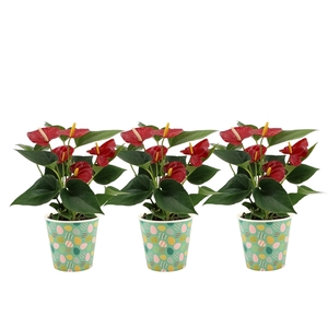 Anthurium Diamond Red in Easter smartcup