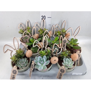 Arr.  Succulents L%
