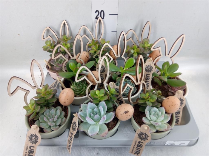 <h4>Arr.  Succulents L%</h4>