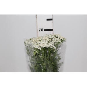 ACHILLEA MILLEFOLIUM BRANCO 070 CM