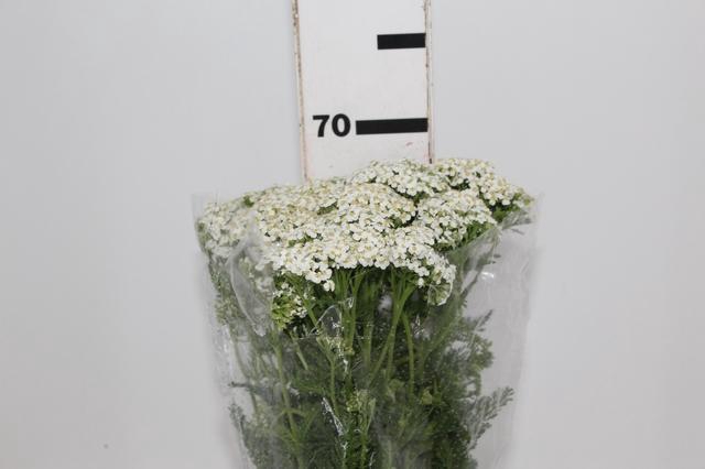 <h4>ACHILLEA MILLEFOLIUM BRANCO 070 CM</h4>