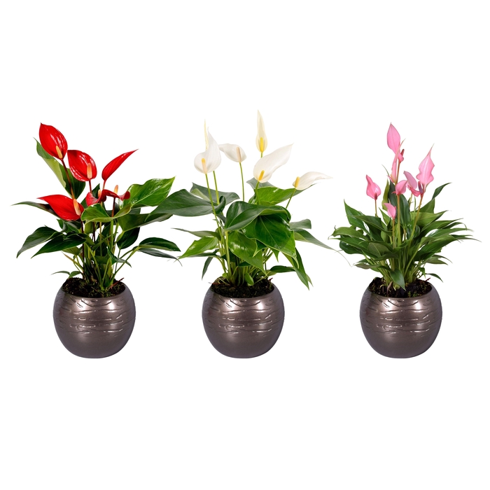<h4>Anthurium"Banderola mix'' in bolpot goud</h4>