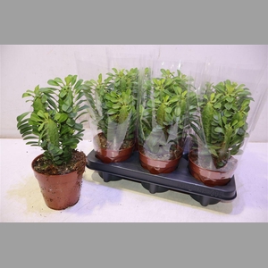 Euphor Trigona