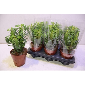Euphor Trigona