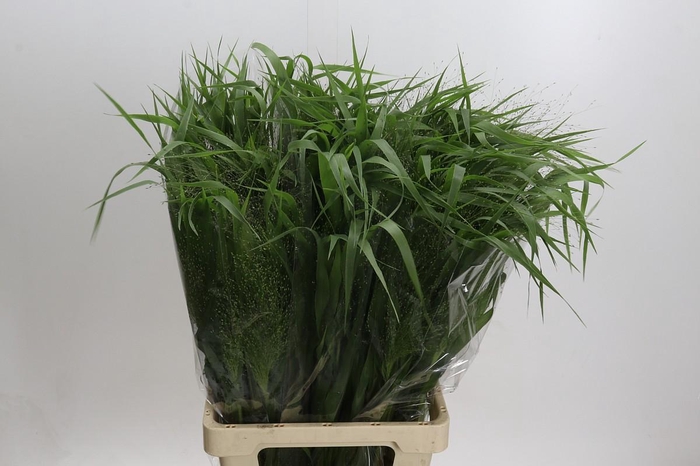 <h4>Panicum Fountain</h4>