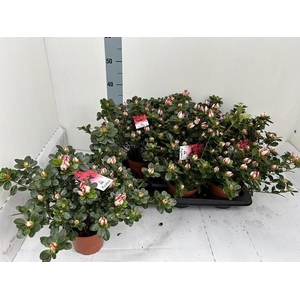 RHODO SI P SACHSENST