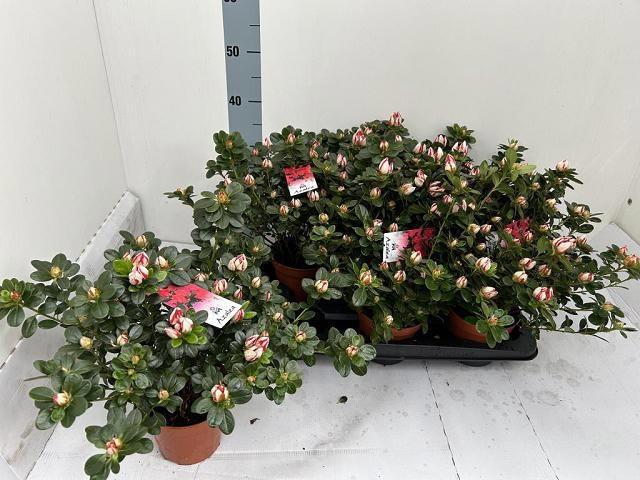 <h4>RHODO SI P SACHSENST</h4>