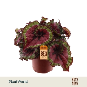 Begonia rex Macarena