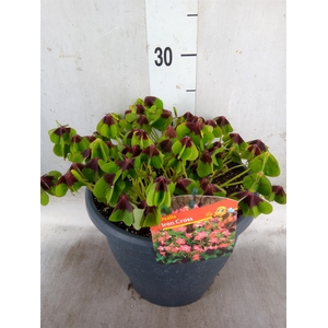 Oxalis tetraphylla 'Iron Cross'