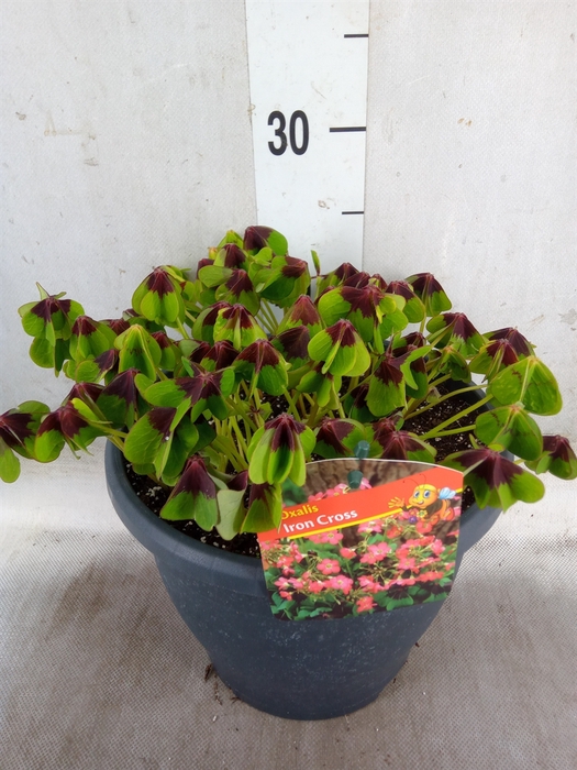 <h4>Oxalis tetraphylla 'Iron Cross'</h4>