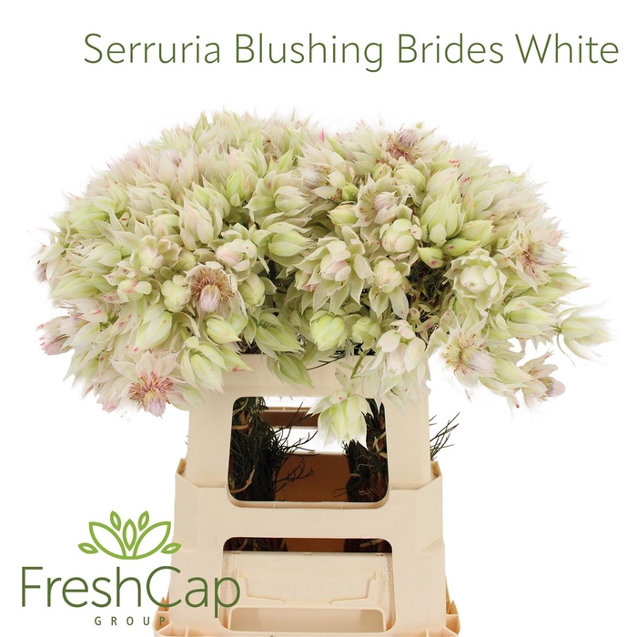 <h4>Serruria Blushing Brides White 4-6 Flwrs</h4>