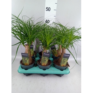 Beaucarnea recurvata