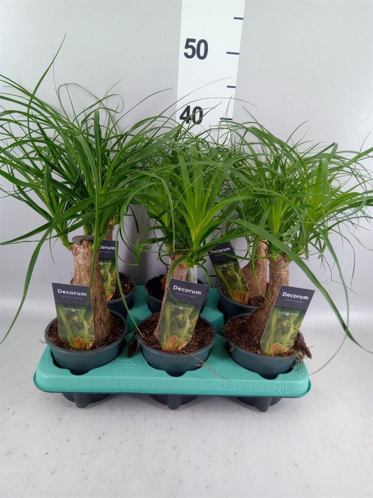 <h4>Beaucarnea recurvata</h4>
