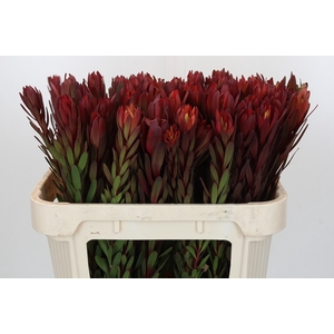 Leucadendron Safari Sunset