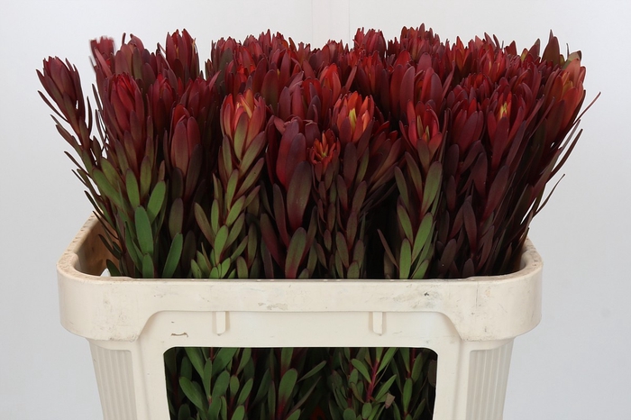 Leucadendron Safari Sunset