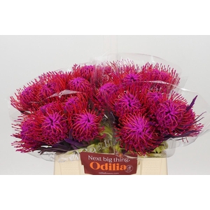 Nutans Painted Cerise