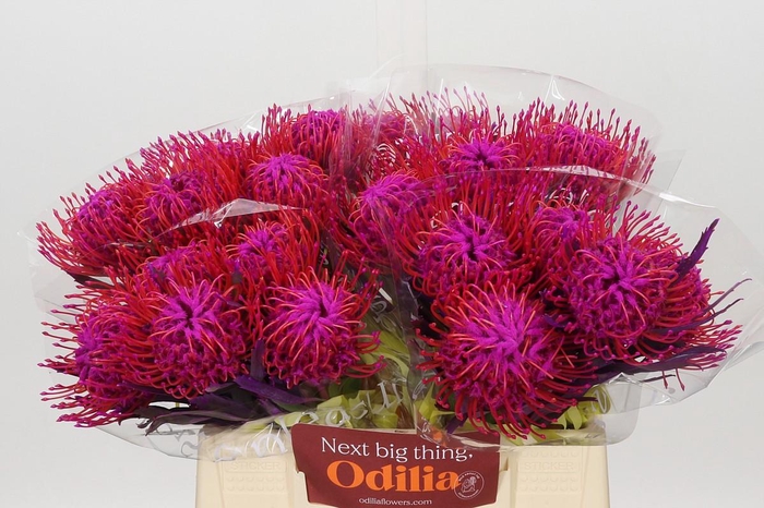 <h4>Nutans Painted Cerise</h4>