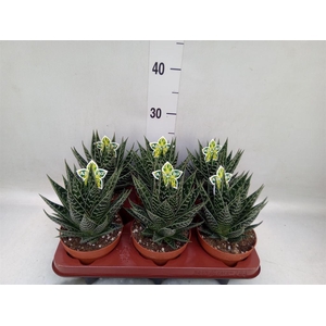 Aloe aristata 'Tiki Tahi'