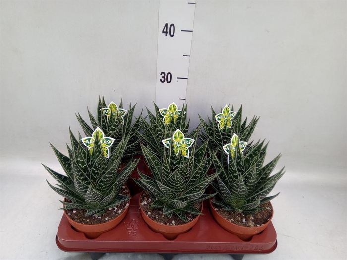<h4>Aloe aristata 'Tiki Tahi'</h4>
