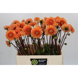 Dahlia Sylvia