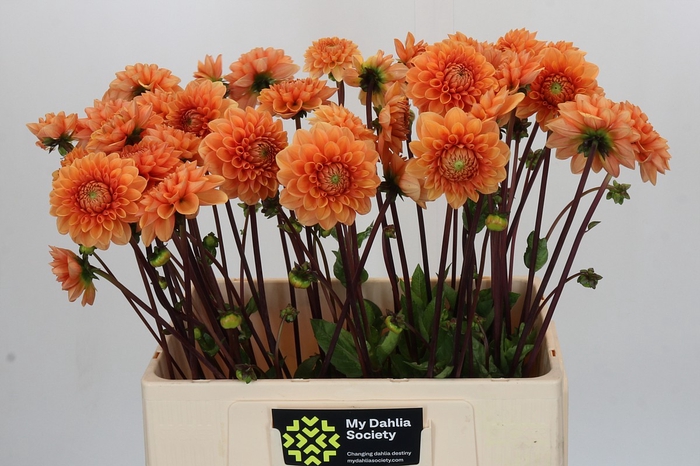 <h4>Dahlia Sylvia</h4>