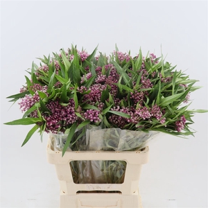 Asclepias Soulmate