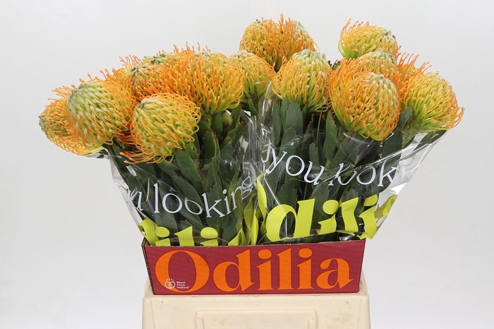 <h4>Nutans Soleil</h4>