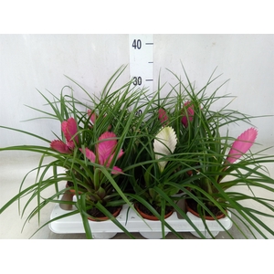 Tillandsia  ...mix