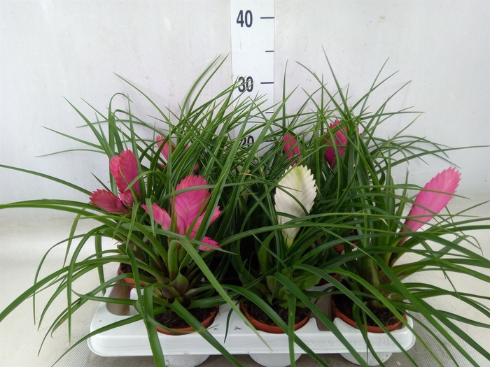 <h4>Tillandsia  ...mix</h4>