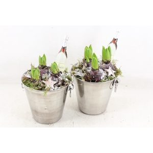 arr4 Hyacint JS - Zink emmer champagne