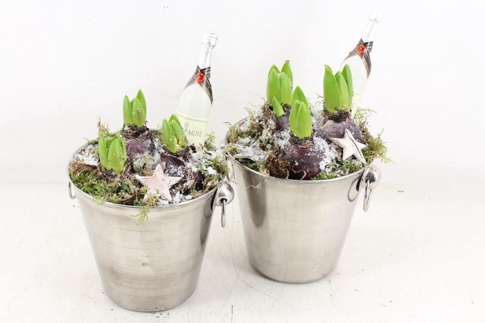 <h4>arr4 Hyacint JS - Zink emmer champagne</h4>