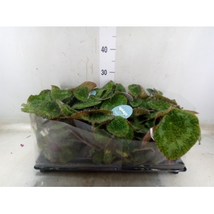 Begonia BD   ...