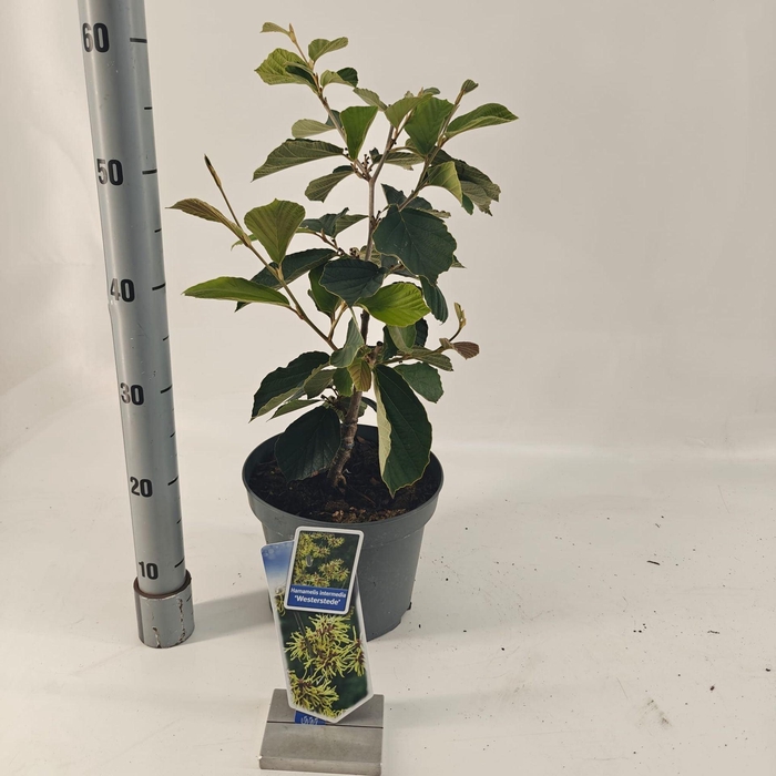 <h4>Hamamelis x intermedia Westerstede</h4>