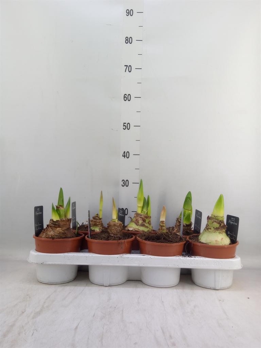 <h4>Hippeastrum ...</h4>