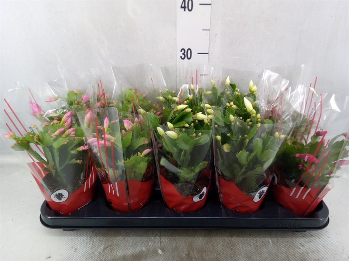 Schlumbergera   ...