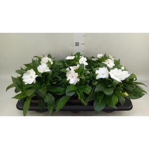 Impatiens NG 'Tamarinda White'