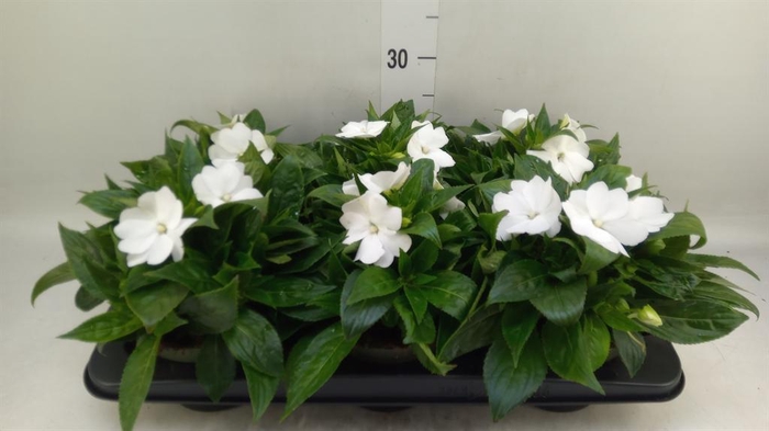 <h4>Impatiens NG 'Tamarinda White'</h4>