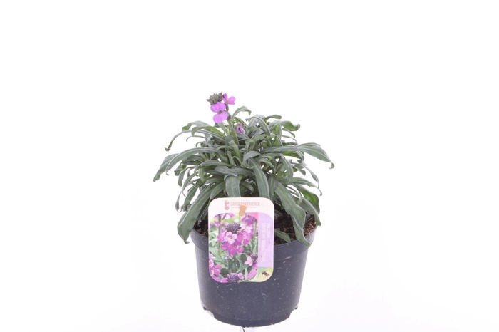 <h4>Erysimum Super Bowl Mauve</h4>