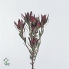 Leucadendron Blush Spray