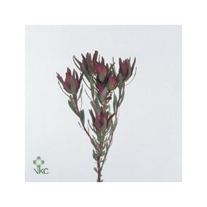 Leucadendron Blush Spray