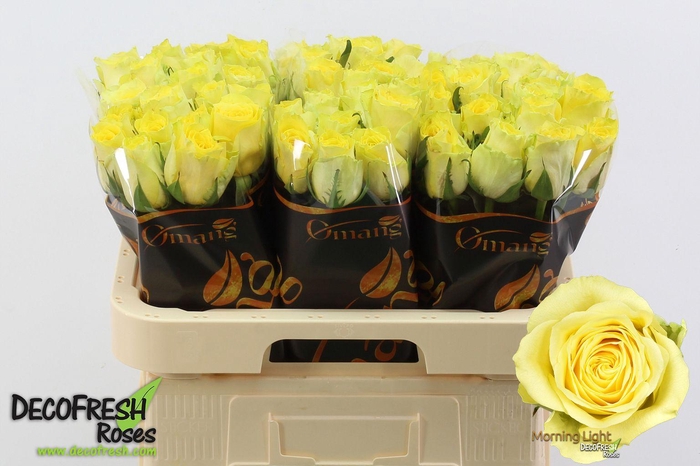 <h4>R Gr Morning Light</h4>