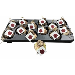 BLOEMBOL HIPPEASTRUM