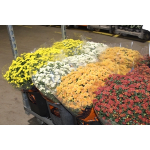 CRISANTEMO BOLA BELGA JASODA P20 VARIADO