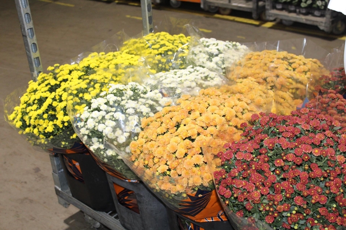 <h4>CRISANTEMO BOLA BELGA JASODA P20 VARIADO</h4>