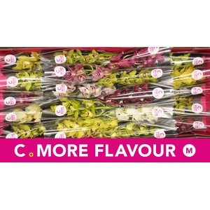 Mini cymbidium 'Mix' 40 cm