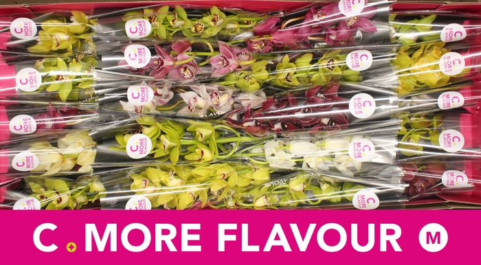 <h4>Mini cymbidium 'Mix' 40 cm</h4>