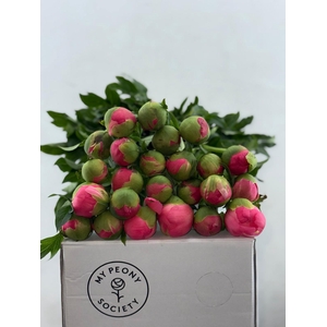 Paeonia Coral Sunset