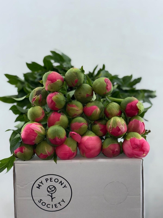 <h4>Paeonia Coral Sunset</h4>