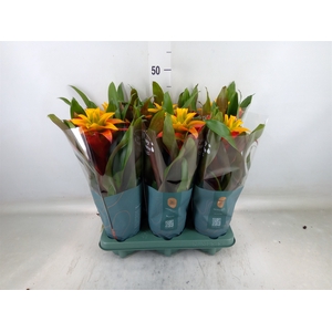 Guzmania  'Fiero Yellow'
